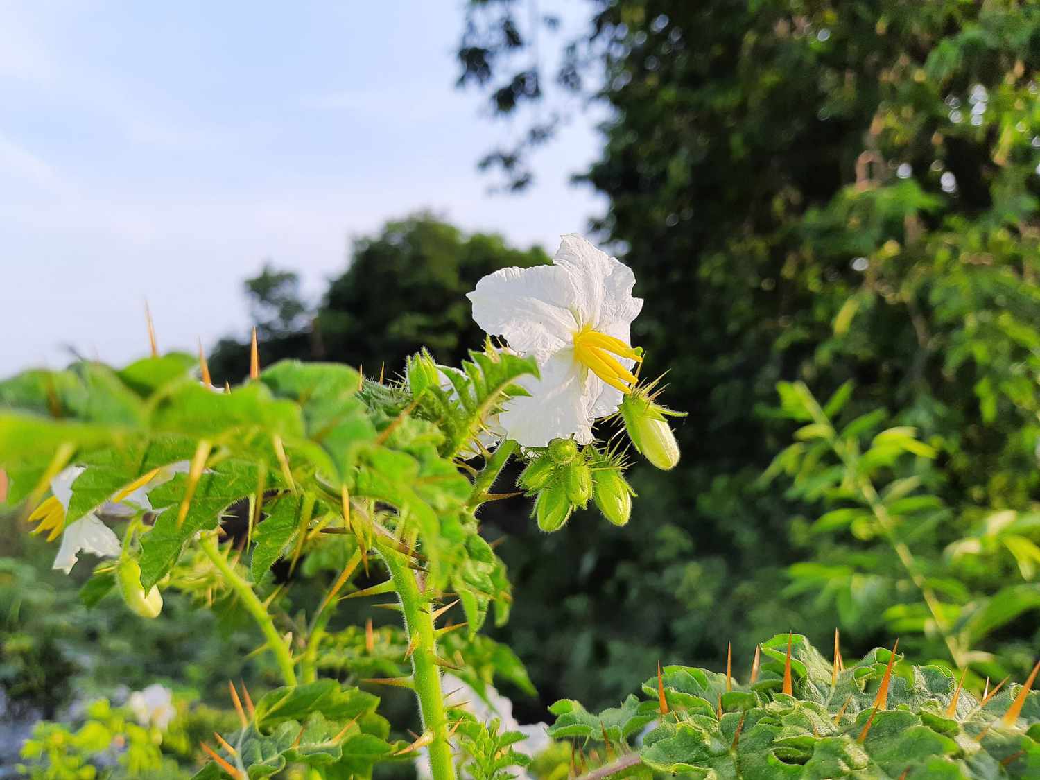 Horsenettle Flowers