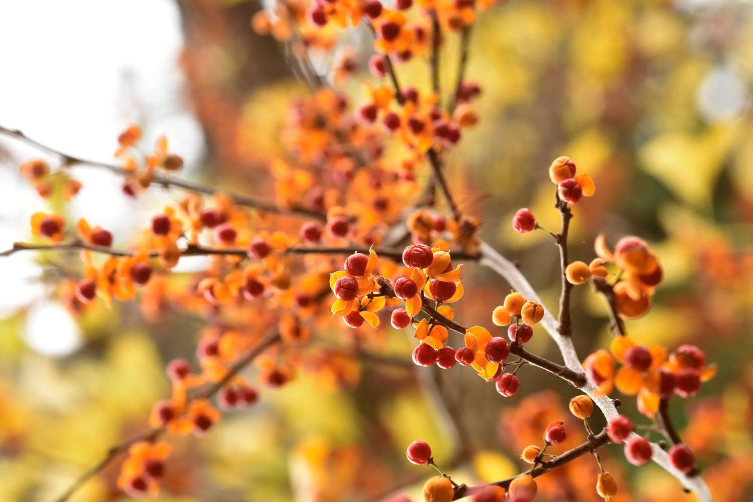 American Bittersweet Berries on Branch