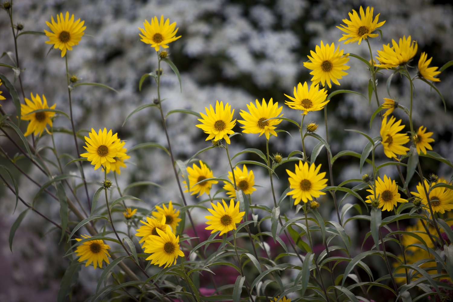 Perennial sunflowers.