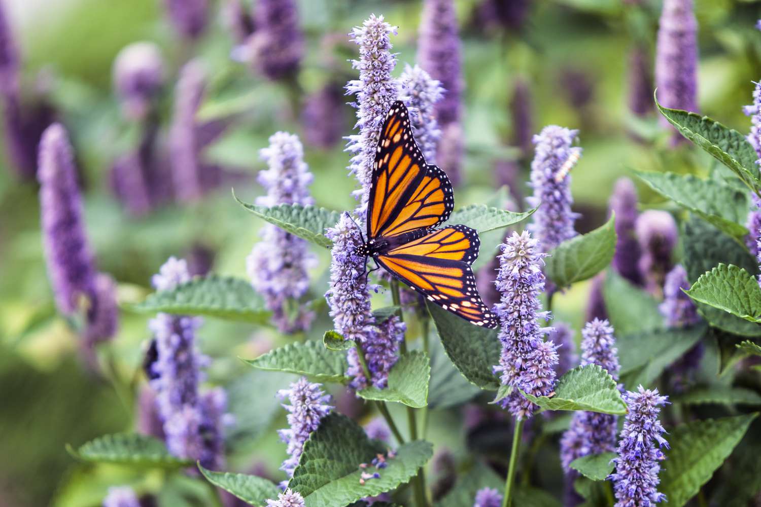 long purple anise hyssop flowers with green leaves in garden, a black and orange monarch butterfly is on one of the flowers