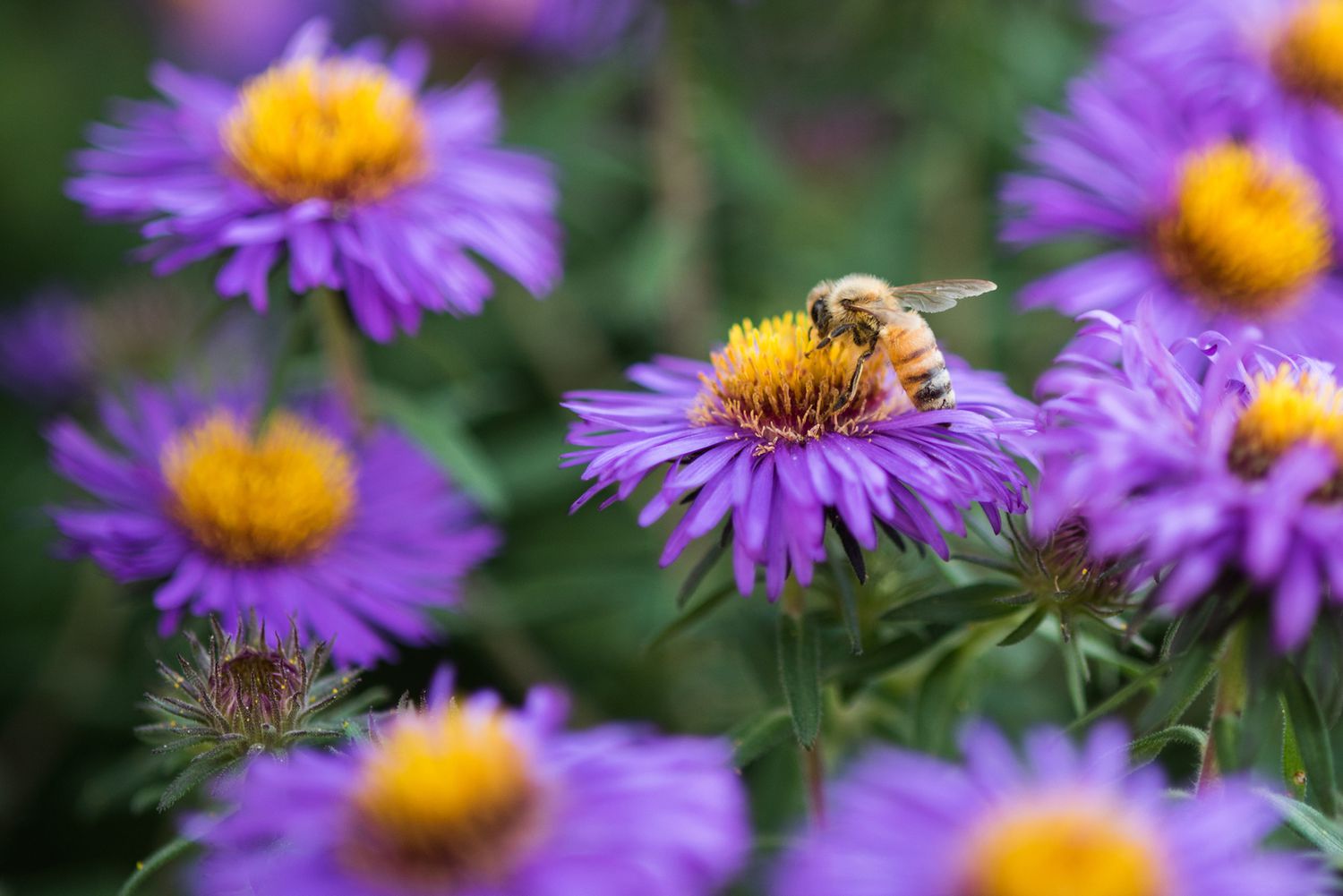 bee on purple aster in focus surrounded by blurrier images of similar flowers
